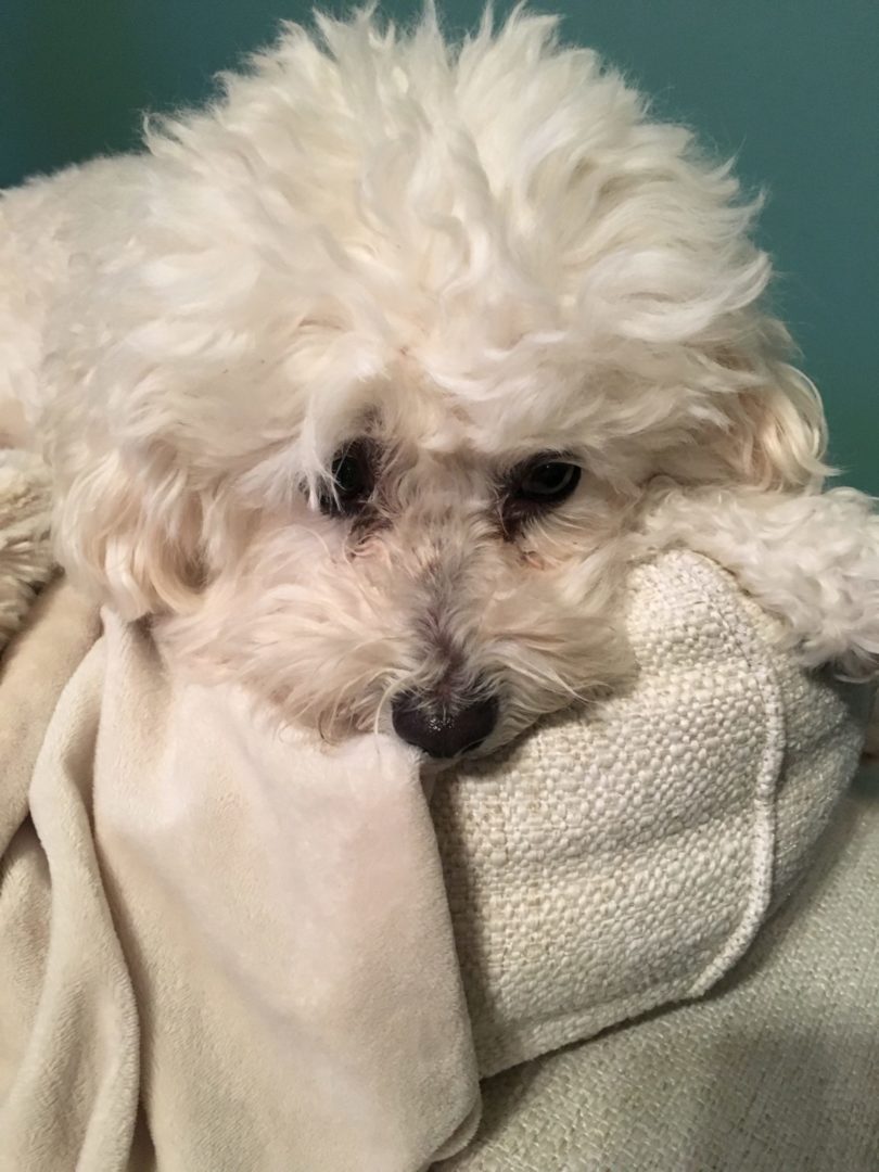Picture of dog Ava with her head on a pillow