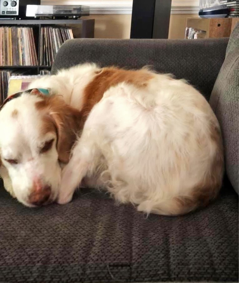 Picture of dog Ava asleep on a couch
