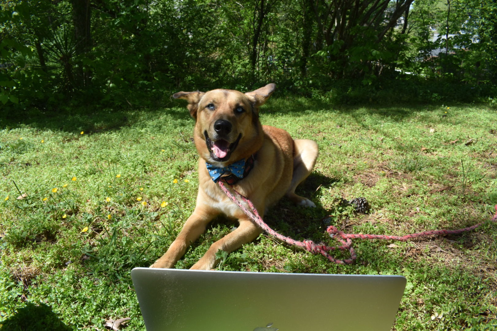 Picture of dog, Blu, with a bow tie in front of a laptop
