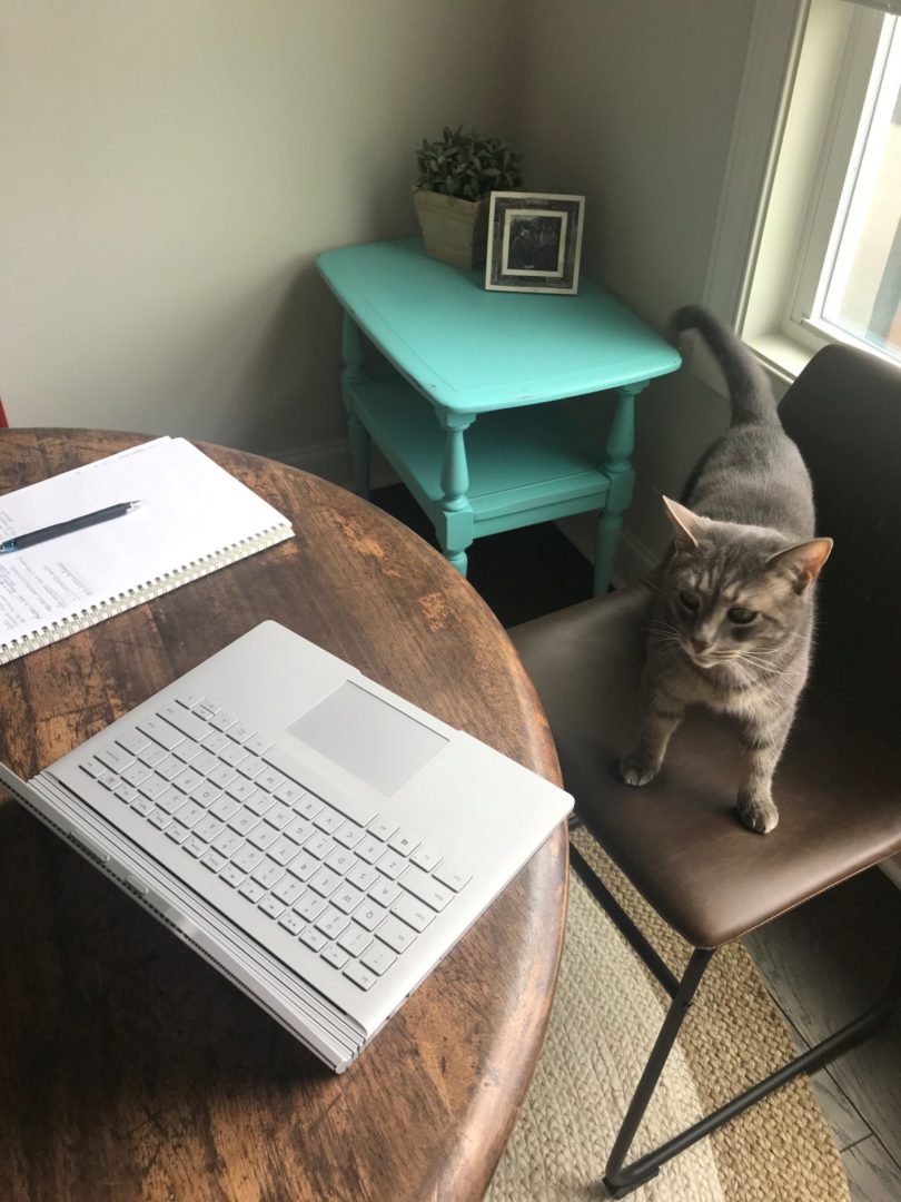 Picture of cat Freya Jane standing menacingly in front of a computer