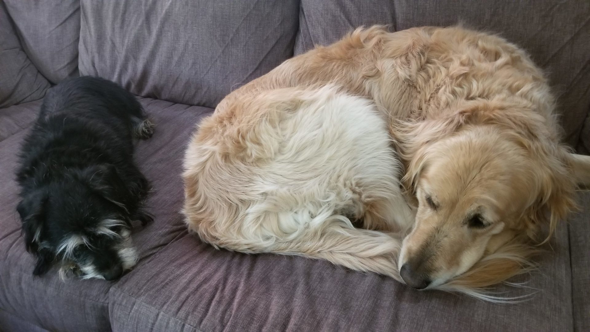 Picture of dogs Ila and Abbey sleeping next to each other