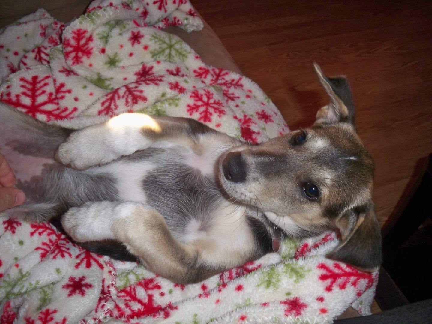 Picture of dog Lydia asleep on her back