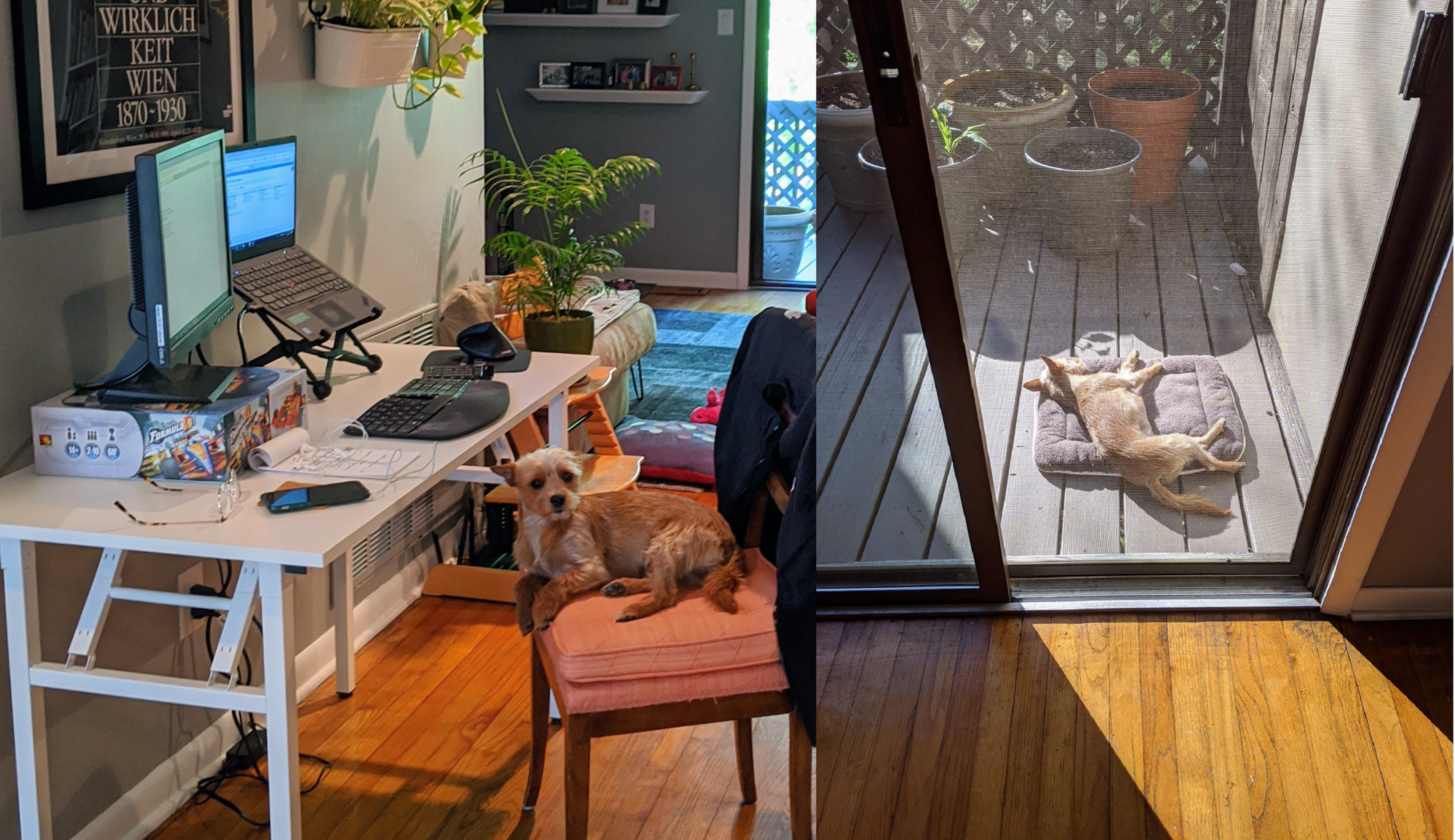 Two picture of a dog, Peanut, at a desk in front of a computer and sleeping outside
