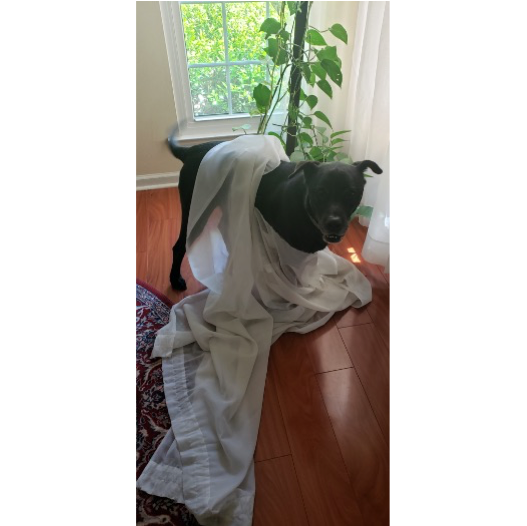 Picture of dog wrapped in curtains he tore down