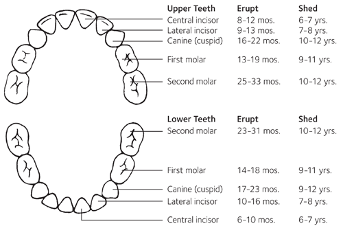 Baby teeth eruption chart